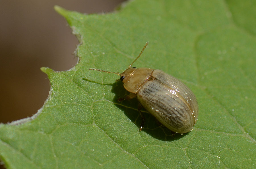 Chrysomelidae? S.  Gonioctena sp.